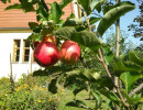 apfel im garten