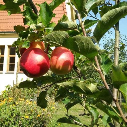 apfel im garten